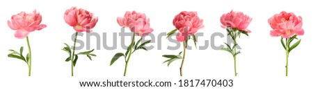 Set of beautiful coral peony flowers on white background. Banner design