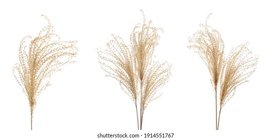 Set with beautiful decorative dry flowers on white background, banner design 
