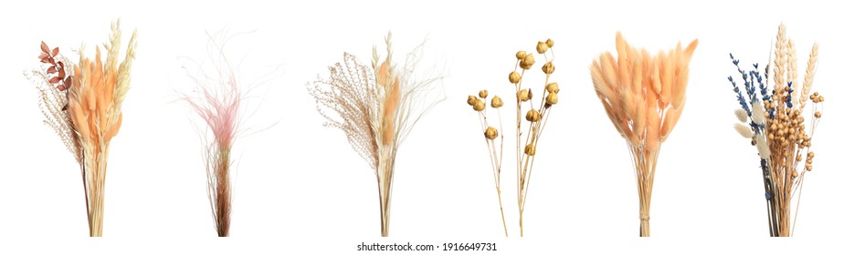 Set with beautiful decorative dry flowers on white background, banner design  - Shutterstock ID 1916649731