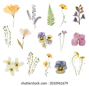 Set with beautiful dried meadow flowers on white background - Shutterstock ID 2010961679
