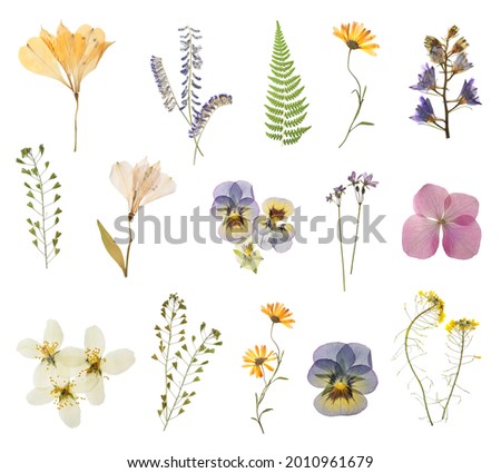 Set with beautiful dried meadow flowers on white background