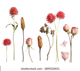 Set With Beautiful Dry Flowers On White Background 