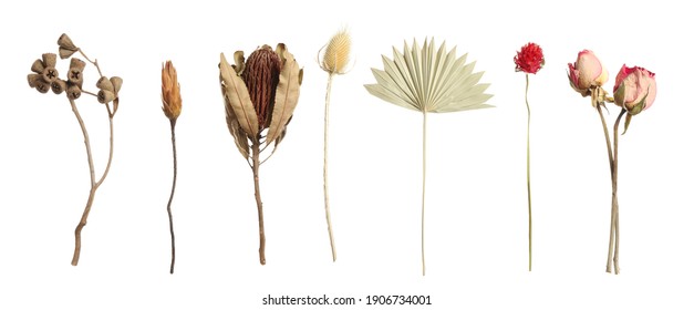 Set with beautiful dry flowers on white background, banner design - Shutterstock ID 1906734001