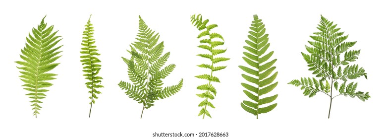 Set with beautiful fern leaves on white background. Banner design - Powered by Shutterstock
