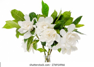 19,744 Gardenia flower Stock Photos, Images & Photography | Shutterstock