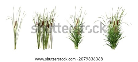 Set with beautiful green reed on white background. Banner design