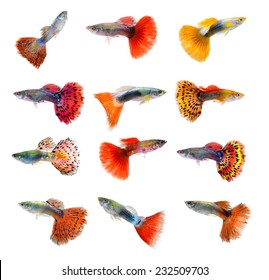 8,507 Guppy Images, Stock Photos & Vectors | Shutterstock