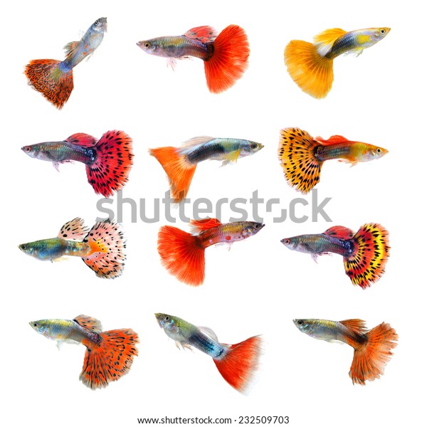 Set Beautiful Guppy Isolated On Black Stock Photo 232509703 | Shutterstock