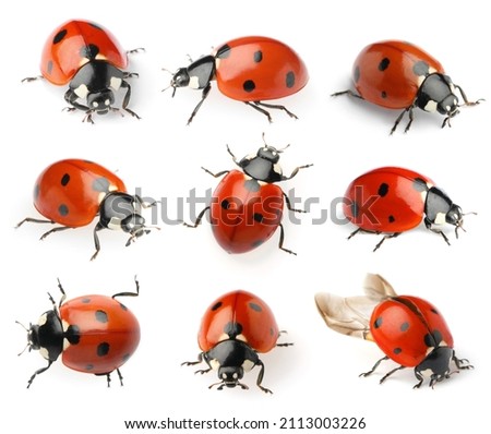 Set with beautiful ladybugs on white background 