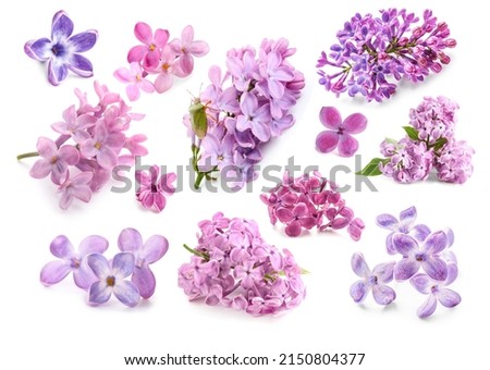Set of beautiful lilac flowers isolated on white  