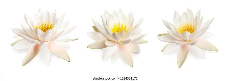 Set of beautiful lotus flowers isolated on white