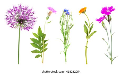 Set Of Beautiful Meadow Flowers, Isolated On White