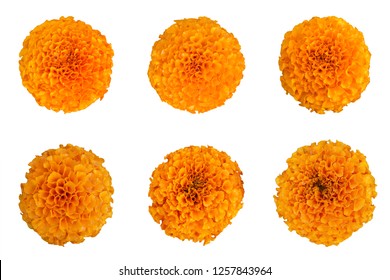 set of beautiful orange marigold flower isolated on white background with clipping path