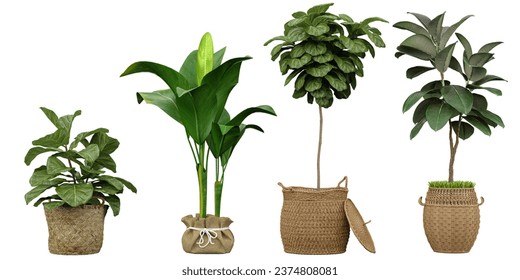 Set of beautiful plants in cane pots isolated on transparent background png tree