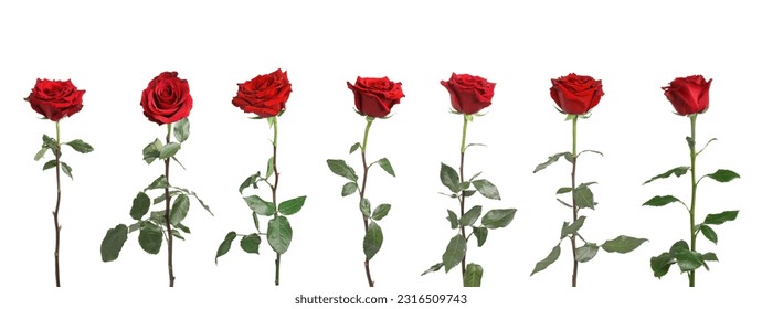 Set of beautiful red roses on white background