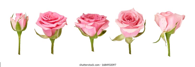 Set of beautiful rose flowers isolated on white background. Pink rosebud on a green stem. Studio shot. - Shutterstock ID 1684932097