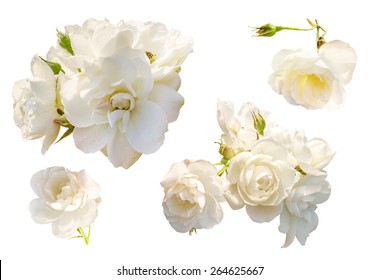 Set Beautiful roses with rain drops isolated on white background. Overhead view. - Shutterstock ID 264625667