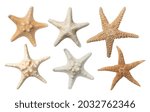 Set with beautiful sea stars on white background 