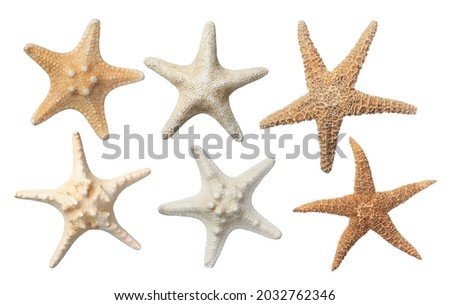 Set with beautiful sea stars on white background 