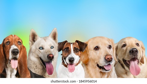 Set of beautiful shelter dogs on colored background - Shutterstock ID 1845956014