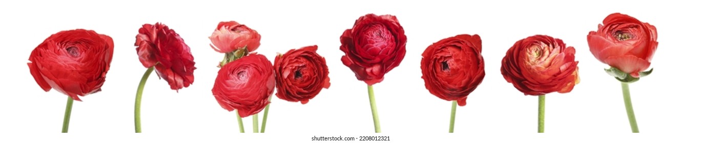 Set with beautiful spring ranunculus flowers on white background. Banner design