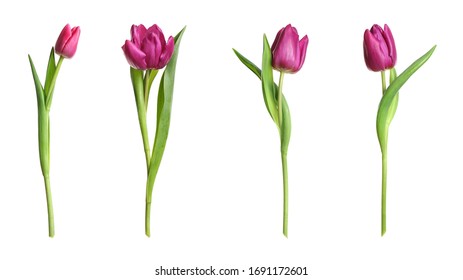 Set of beautiful spring tulips on white background