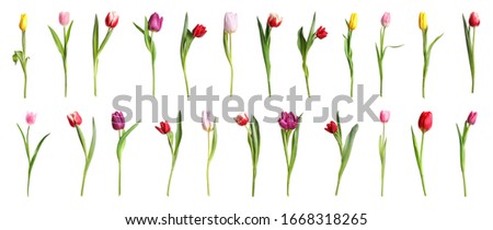 Set of beautiful spring tulips on white background. Banner design 