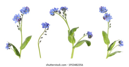 Set with beautiful tender forget me not flowers on white background. Banner design  - Shutterstock ID 1953482356