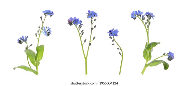 Set with beautiful tender forget me not flowers on white background. Banner design  - Shutterstock ID 1955004124