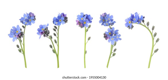 Set with beautiful tender forget me not flowers on white background. Banner design  - Shutterstock ID 1955004130