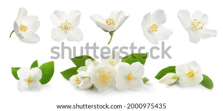 Set with beautiful tender jasmine flowers and green leaves on white background. Banner design 
