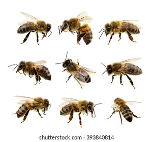 Set Of Bee Isolated On The White

