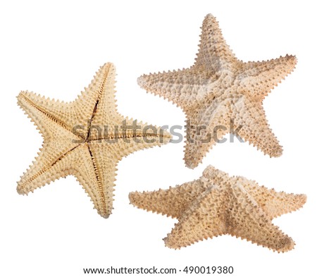 set of beige starfishes isolated on white background