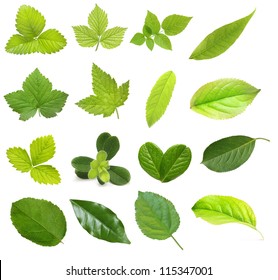 Set of berry and fruit leaves isolated on white background - Powered by Shutterstock