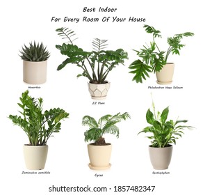 1,607 Indoor plants collage Images, Stock Photos & Vectors | Shutterstock