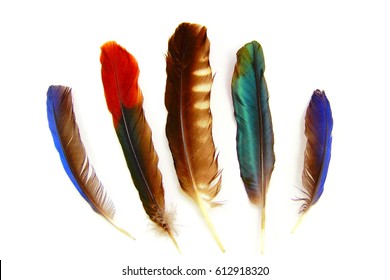 Set of bird feathers. Feathers collection of tropical birds (Southern Brazil) isolated on white    