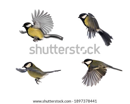  set of bird tits in different poses on white isolated background