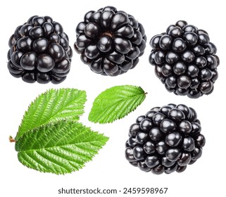 Set of blackberries and blackberries leaves on white background. File contains clipping paths.