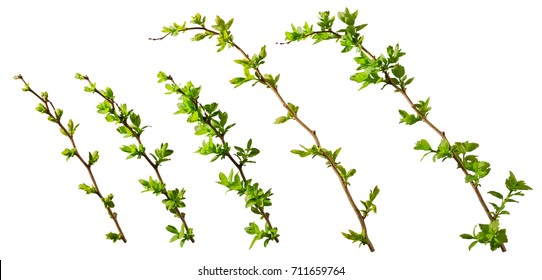 A set of blooming tree branches with opening leaves buds with clipping path, isolated on white background, perfect for matte painting