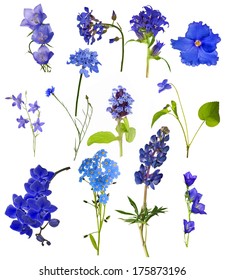 Set Of Blue Flowers Isolated On White Background