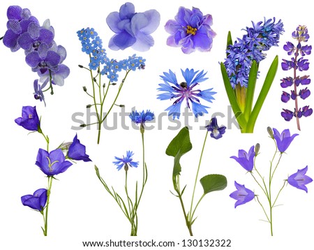 set of blue flowers isolated on white background