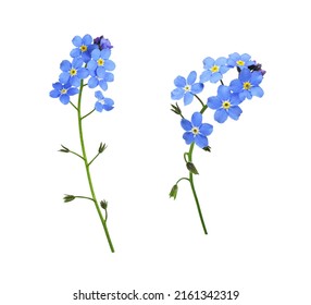 Set of blue forget-me-not flowers isolated on white