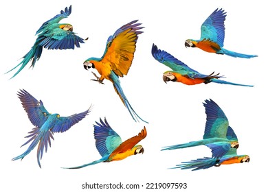 Set of Blue and gold macaw parrot flying isolated on white background