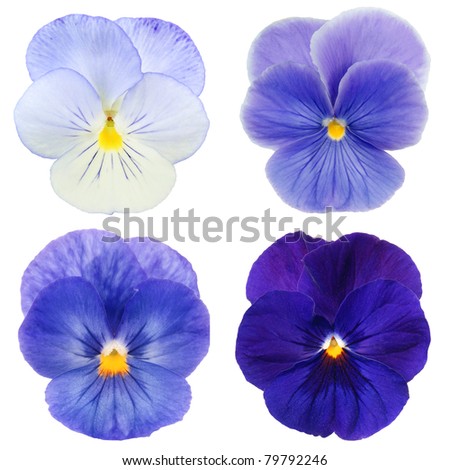 set of blue pansy on white background
