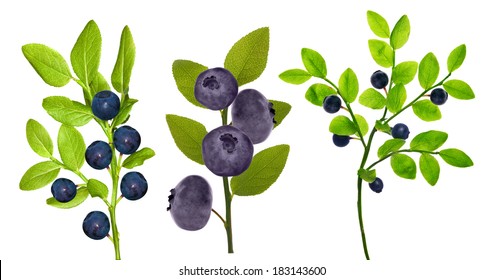 set of blueberry branches isolated on white background
