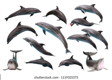 Set of Bottlenose Dolphin on white isolated background
