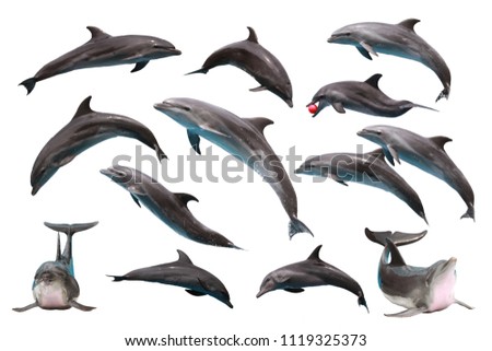 Set of Bottlenose Dolphin on white isolated background