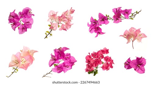Set of Bougainvillea flowers isolated on white background.