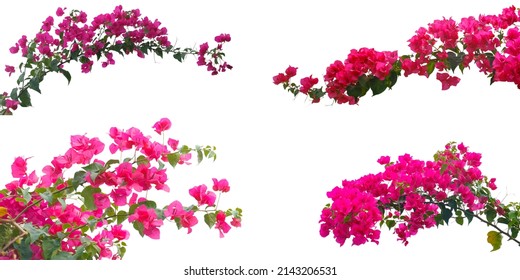 Set of Bougainvilleas branch  isolated on white background.Save with clipping path.