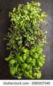 Set of boxes with microgreen sprouts of purple and green basil, sunflower, radish on black concrete background. Top view, flat lay, close up.